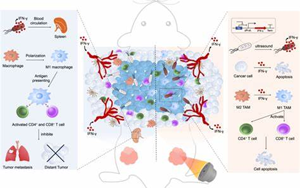 Science子刊：新治療方法促進小鼠多能干細胞的產生