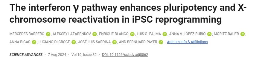干擾素γ途徑增強(qiáng)iPSC重編程中的多能性和X染色體再激活