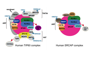 Science突破性研究揭示了TIP60在DNA通路和疾病機制中的作用
