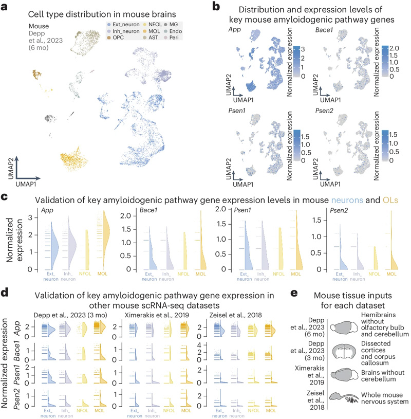 通過(guò)scRNA-seq和snRNA-seq評(píng)估，OLs大量表達(dá)關(guān)鍵的淀粉樣蛋白生成途徑基因