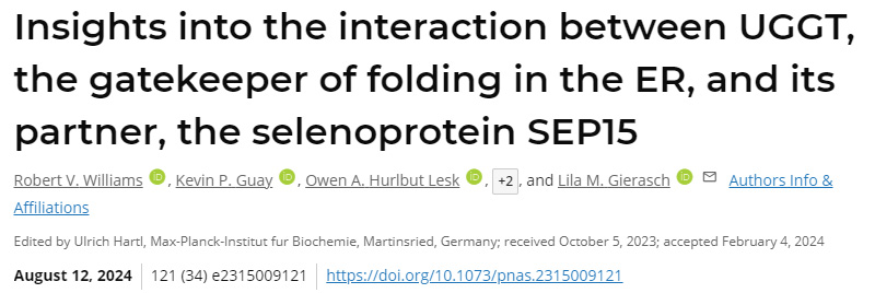 深入了解ER折疊的看門(mén)人UGGT與其伴侶硒蛋白SEP15之間的相互作用