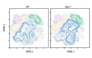 Nature打開了新的大門：一種免疫細胞調節(jié)因子可以減少炎癥