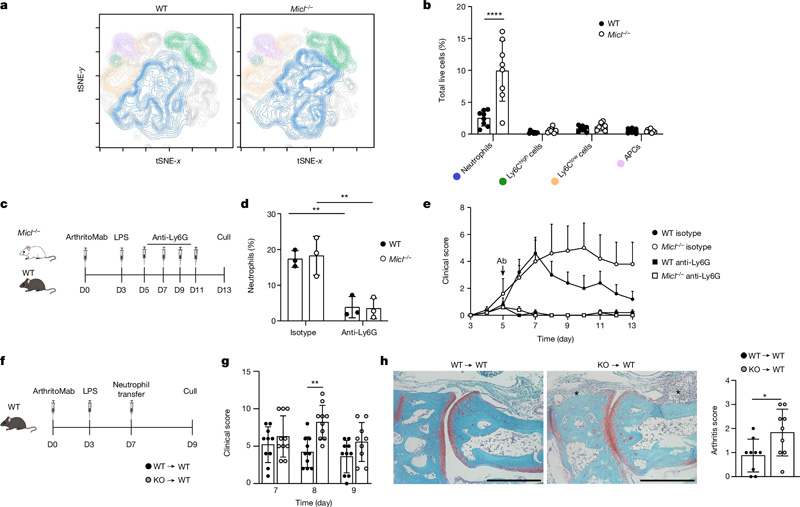 MICL是控制中性粒細(xì)胞反應(yīng)所必需的 MICL是控制中性粒細(xì)胞反應(yīng)所必需的
