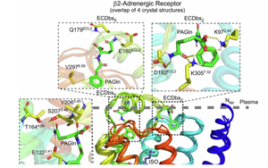 Nature子刊新研究確定腸道微生物途徑為改善心臟病治療的新靶標