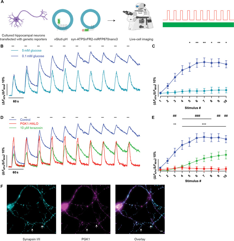 HEK293細(xì)胞中不同激動(dòng)劑的cAMP劑量反應(yīng)