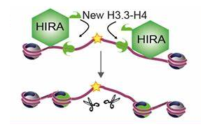 衰老的新秘密：細胞衰老有時并非壞事