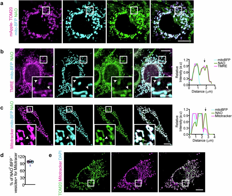 胞漿IMM衍生的囊泡缺乏基質(zhì)和OMM