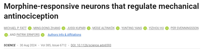 調(diào)節(jié)機械性鎮(zhèn)痛的嗎啡反應神經(jīng)元