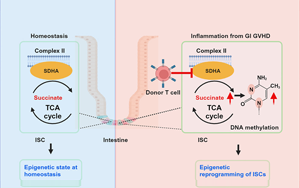 Cell Stem Cell：炎癥會(huì)給腸道干細(xì)胞留下持久的印象，從而降低它們的愈合能力