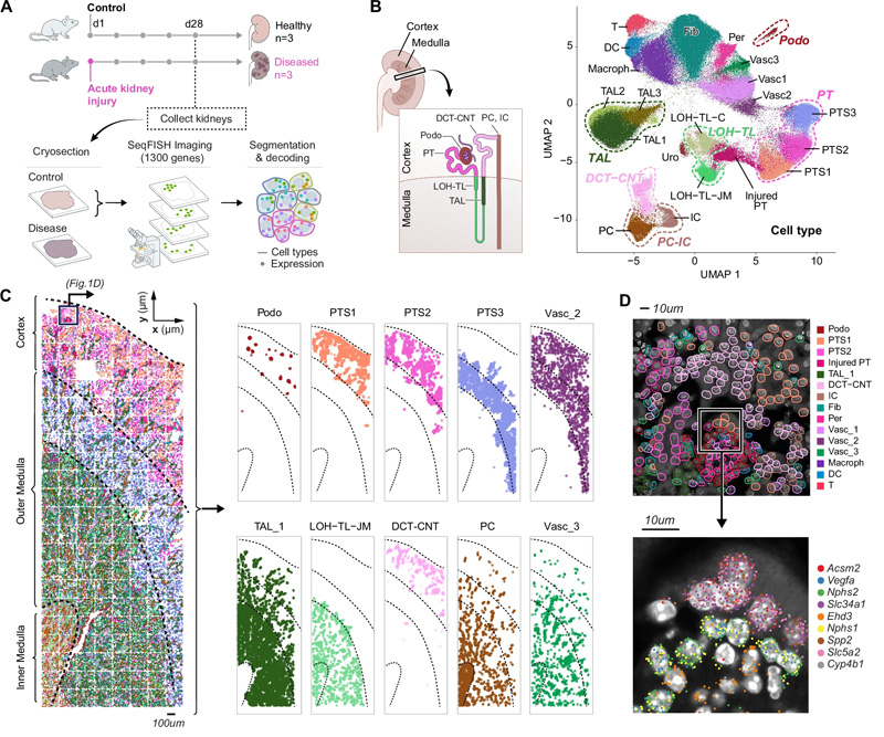 seqFISH揭示了所有主要的腎細胞類型及其在腎臟中的位置，以及AKI后的成分和空間變化