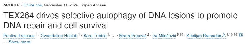 
TEX264驅(qū)動(dòng)DNA損傷的選擇性自噬，以促進(jìn)DNA修復(fù)和細(xì)胞存活