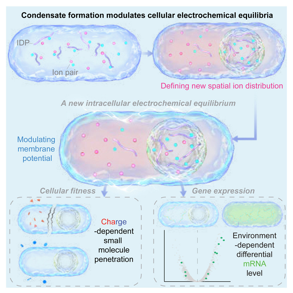 凝聚物調節(jié)細胞質的電化學平衡