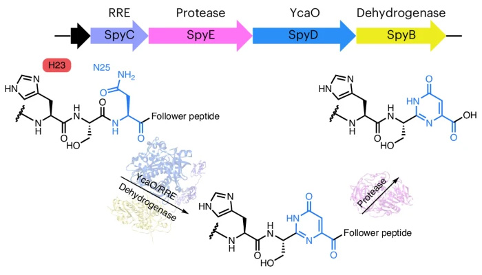 機理研究表明，嘧啶酮的形成是以底物輔助催化的方式發(fā)生的，需要前體中的His殘基激活天冬酰胺進行雜環(huán)化