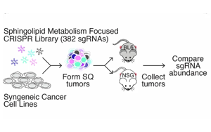 《Nature》脂質(zhì)分子怎樣促進癌癥生長？