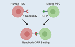 《Cell Stem Cell》清除培育移植器官排異障礙