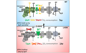 Cell：意外地發(fā)現(xiàn)了鈉轉(zhuǎn)運在線粒體能量產(chǎn)生中的作用