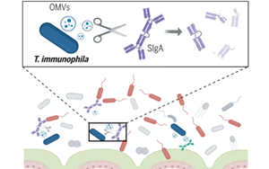 《Science》突破性發(fā)現(xiàn)：腸道細菌操控宿主免疫，科學(xué)家揭示IgA降解細菌