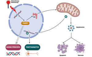 PNAS：有缺陷的DNA修復(fù)機制與亨廷頓氏病