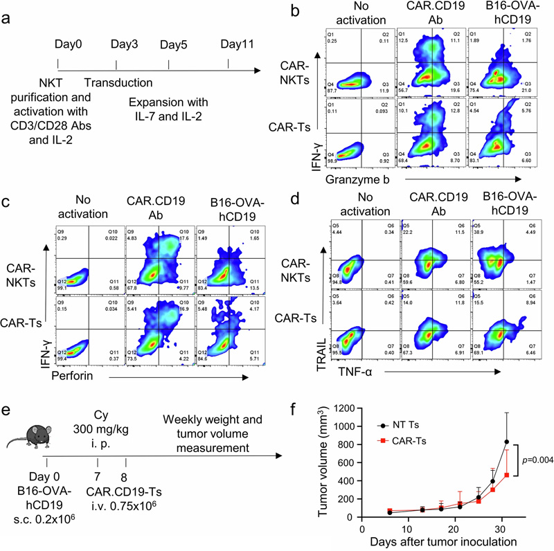 體外和體內(nèi)B16腫瘤模型