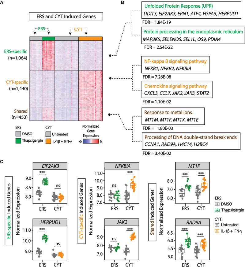 人胰島ER應(yīng)激和細胞因子反應(yīng)基因的綜合比較圖譜 人胰島ER應(yīng)激和細胞因子反應(yīng)基因的綜合比較圖譜