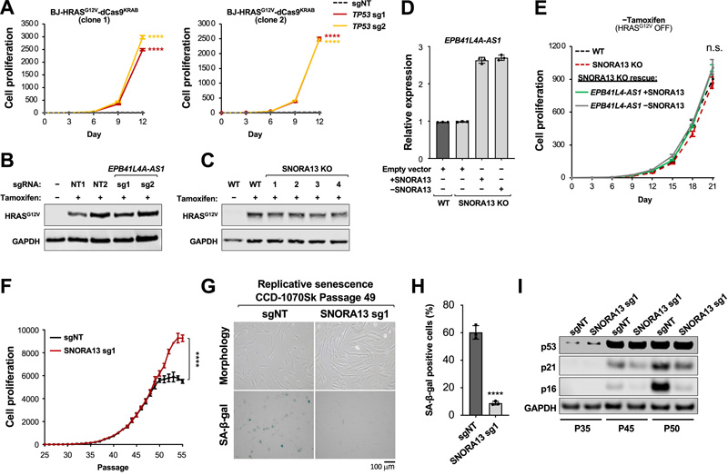SNORA13是多種衰老形式所必需的