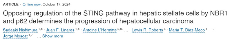NBR1和p62對肝星狀細(xì)胞STING通路的反向調(diào)節(jié)決定了肝細(xì)胞癌的進(jìn)展
NBR1和p62對肝星狀細(xì)胞STING通路的反向調(diào)節(jié)決定了肝細(xì)胞癌的進(jìn)展