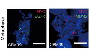 《Nature Biotechnology》新技術(shù)增強(qiáng)了對染色質(zhì)組織的認(rèn)識