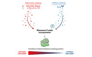 Cell：癌細(xì)胞通過改變核糖體來逃避免疫系統(tǒng)