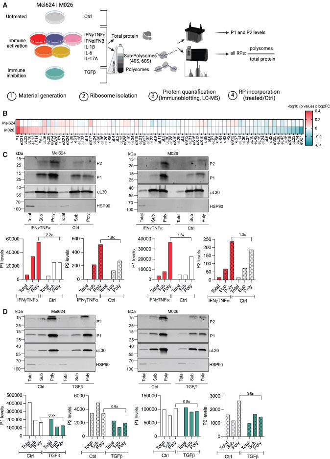 P-莖區(qū)定義了一種細胞因子反應(yīng)性核糖體亞群 P-莖區(qū)定義了一種細胞因子反應(yīng)性核糖體亞群