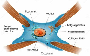 Nature：免疫療法阻斷瘢痕形成，改善心力衰竭小鼠的心臟功能