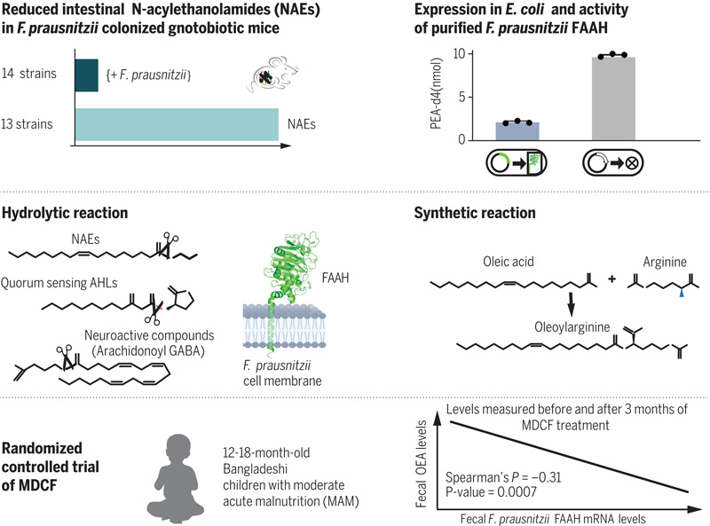 調節(jié)管腔NAEs的F.prausnitzii FAAH的發(fā)現和特征