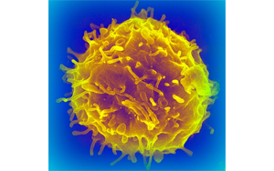 干細(xì)胞移植會增加癌癥風(fēng)險嗎？