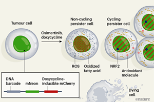Nature：難怪抗癌“神藥”也救不了腫瘤耐藥！原來是癌細(xì)胞改了代謝方式，更愛脂肪酸