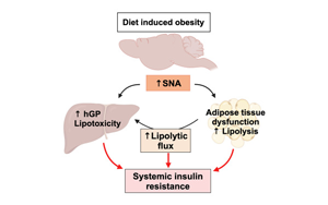Cell子刊：暴飲暴食如何導(dǎo)致糖尿??？神經(jīng)遞質(zhì)激增