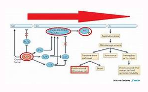 《自然》：突變的RAS開關(guān)在癌癥中沒有斷裂，而只是有缺陷