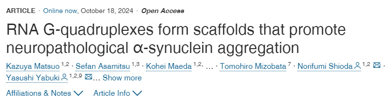 RNA G-四鏈體形成促進神經(jīng)病理學α-突觸核蛋白聚集的支架