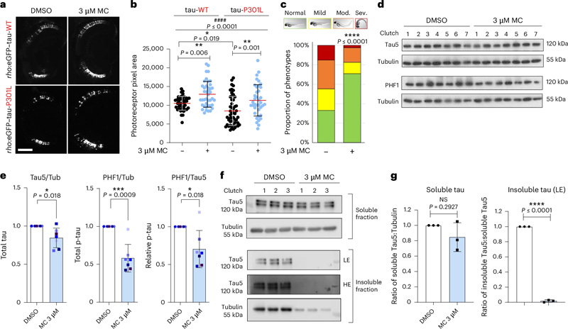 
甲氧卡巴醇改善了斑馬魚模型中tau誘導(dǎo)的毒性，并降低了過度磷酸化和不溶性tau水平
