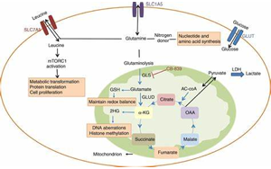 Science：首次發(fā)現(xiàn)谷氨酰胺代謝開(kāi)關(guān)是紅細(xì)胞發(fā)育的關(guān)鍵