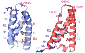 疼痛信號(hào)新見(jiàn)解：一種鈣通道蛋白起關(guān)鍵作用