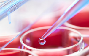 Seebio優(yōu)選無血清細(xì)胞培養(yǎng)基原料及常用添加劑