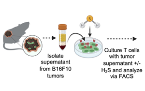 Science Advances：高爾基體越多，T細(xì)胞就越健壯，就越能抗癌！