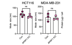 Nature Cancer：腫瘤細胞分泌的EV-DNA作為一種“危險”信號，促進抗轉(zhuǎn)移性免疫反應
