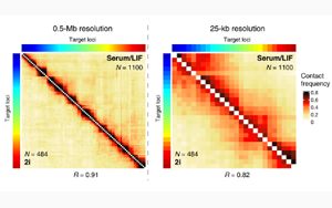 Science子刊：距離較遠的DNA區(qū)域之間的近距離接觸會引起基因活動的爆發(fā)！