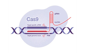 Science：一種開創(chuàng)性的遺傳方法——利用CRISPR-Cas9技術(shù)，激活細(xì)菌隱藏的藥物潛能
