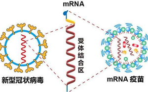 mRNA疫苗技術(shù)解析-關(guān)鍵性原料為開發(fā)保駕護航