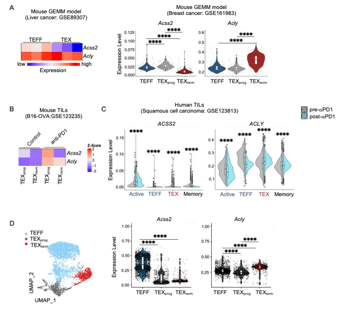 Acss2和Acly在慢性感染和腫瘤CD8+T細(xì)胞中的表達(dá)模式 Acss2和Acly在慢性感染和腫瘤CD8+T細(xì)胞中的表達(dá)模式