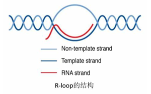 Science：真的沒想到，RNA:DNA這種特殊“三明治”結(jié)構(gòu)與情緒體驗(yàn)密切相關(guān)