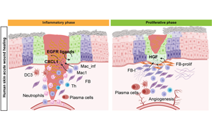 《Cell Stem Cell》單細(xì)胞解析傷口愈合的分子動力學(xué)