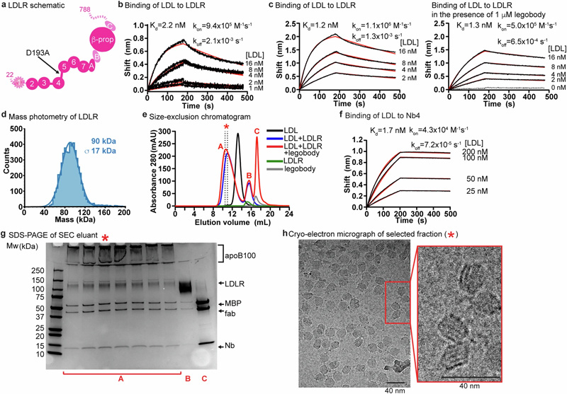 LDL、LDLR和legobody的生化特征