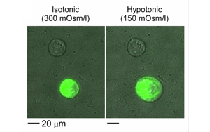 《Nature Biomedical Engineering》疼痛研究新突破：一種更安全、不會上癮的方法